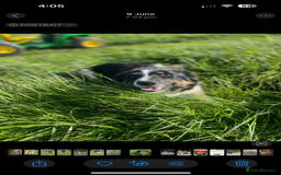 Bearded Collie dogs for sale: 🚨3/4 BEAUTIFUL BEARDIE PUPPIES 🚨 - Image 32