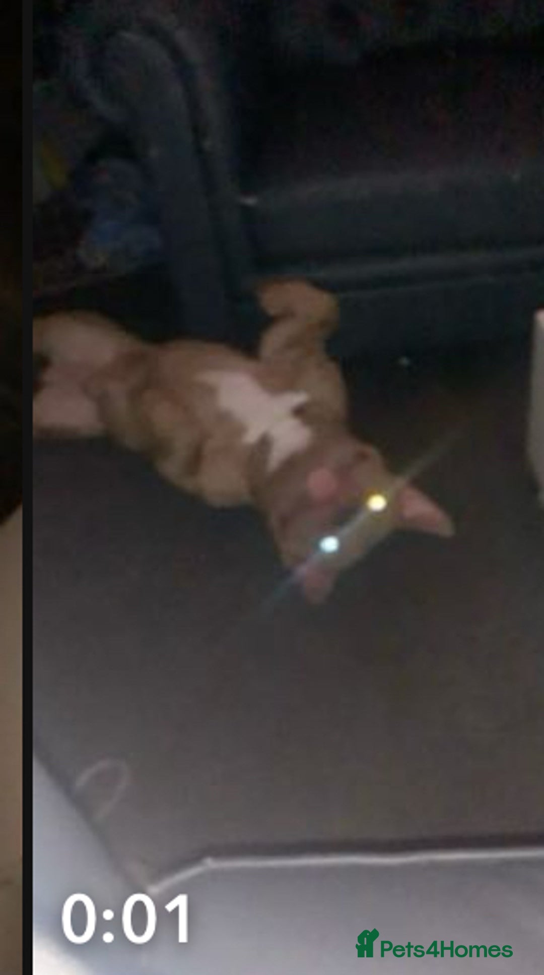 Mixed Breed dogs for sale: Pocket bully male  - Image 7