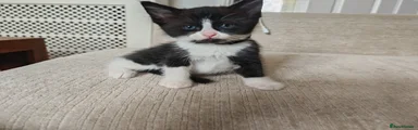 Ragdoll cross black collar