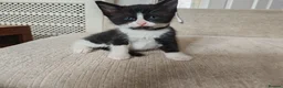 Ragdoll cats for sale: Ragdoll cross kittens - Advert 9