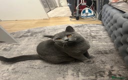 British Shorthair cats for stud: Proven British shorthair stud Leo - Image 1