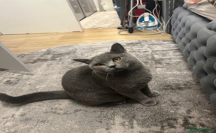 British Shorthair cats - Advert 1