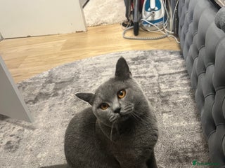 British Shorthair cats - Advert 19