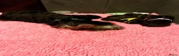 Miniature Schnauzer dogs for sale: 5* LICENSED RKC CHOCOLATE SCHNAUZER LITTER - Advert 9