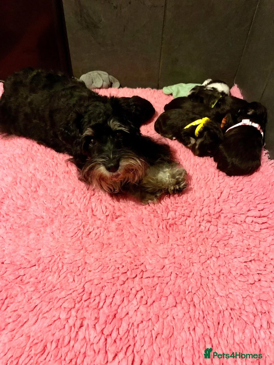Miniature Schnauzer dogs for sale: 5* LICENSED RKC CHOCOLATE SCHNAUZER LITTER - Advert 9