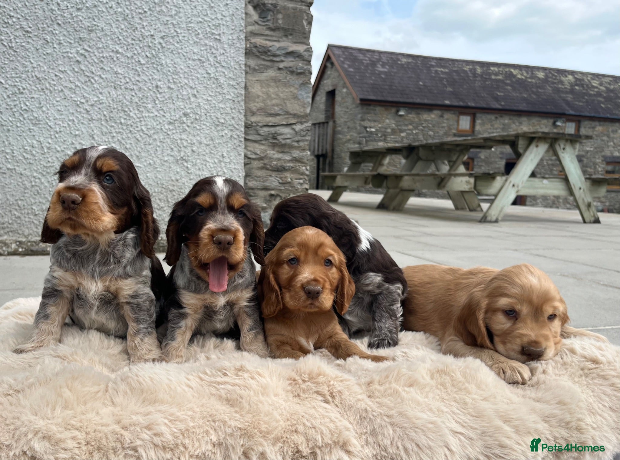 Cocker Spaniel dogs Fantastic HEALTH tested KC REG show type cocker 🐶 - Advert 1