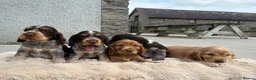 Cocker Spaniel dogs for sale: Fantastic HEALTH tested KC REG show type cocker 🐶 - Advert 1