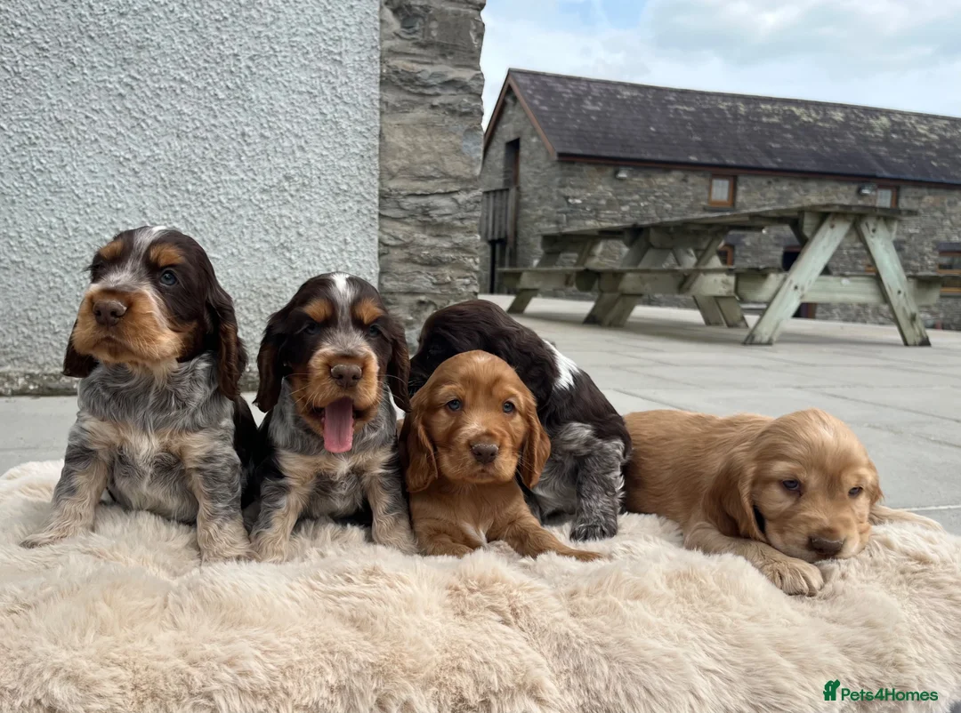 Cocker Spaniel dogs for sale: Fantastic HEALTH tested KC REG show type cocker 🐶 - Advert 1