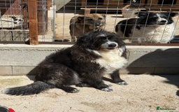 Mixed Breed dogs for adoption: Xin is waiting patiently for a family  - Image 4