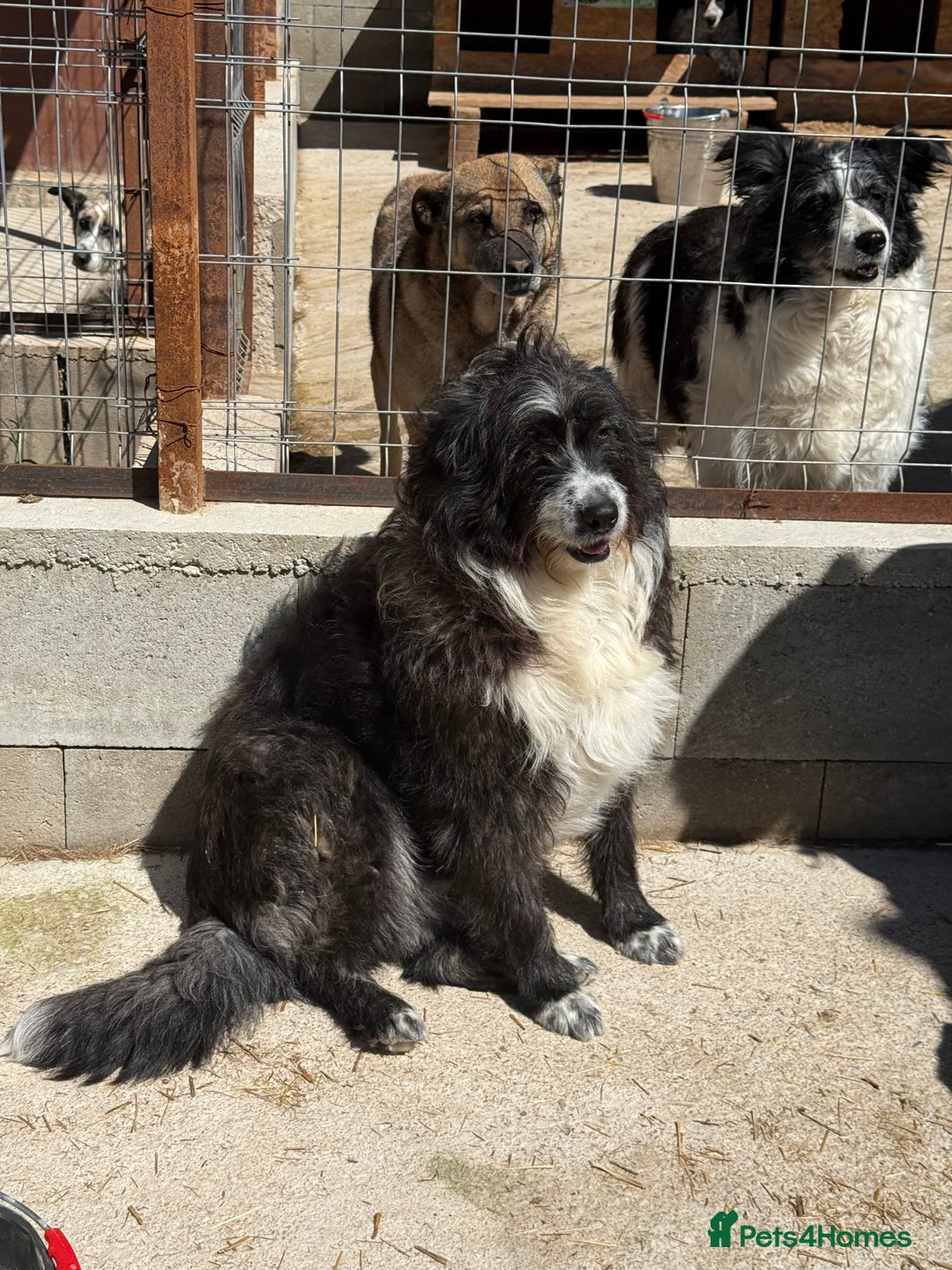 Mixed Breed dogs for adoption: Xin is waiting patiently for a family  - Image 4