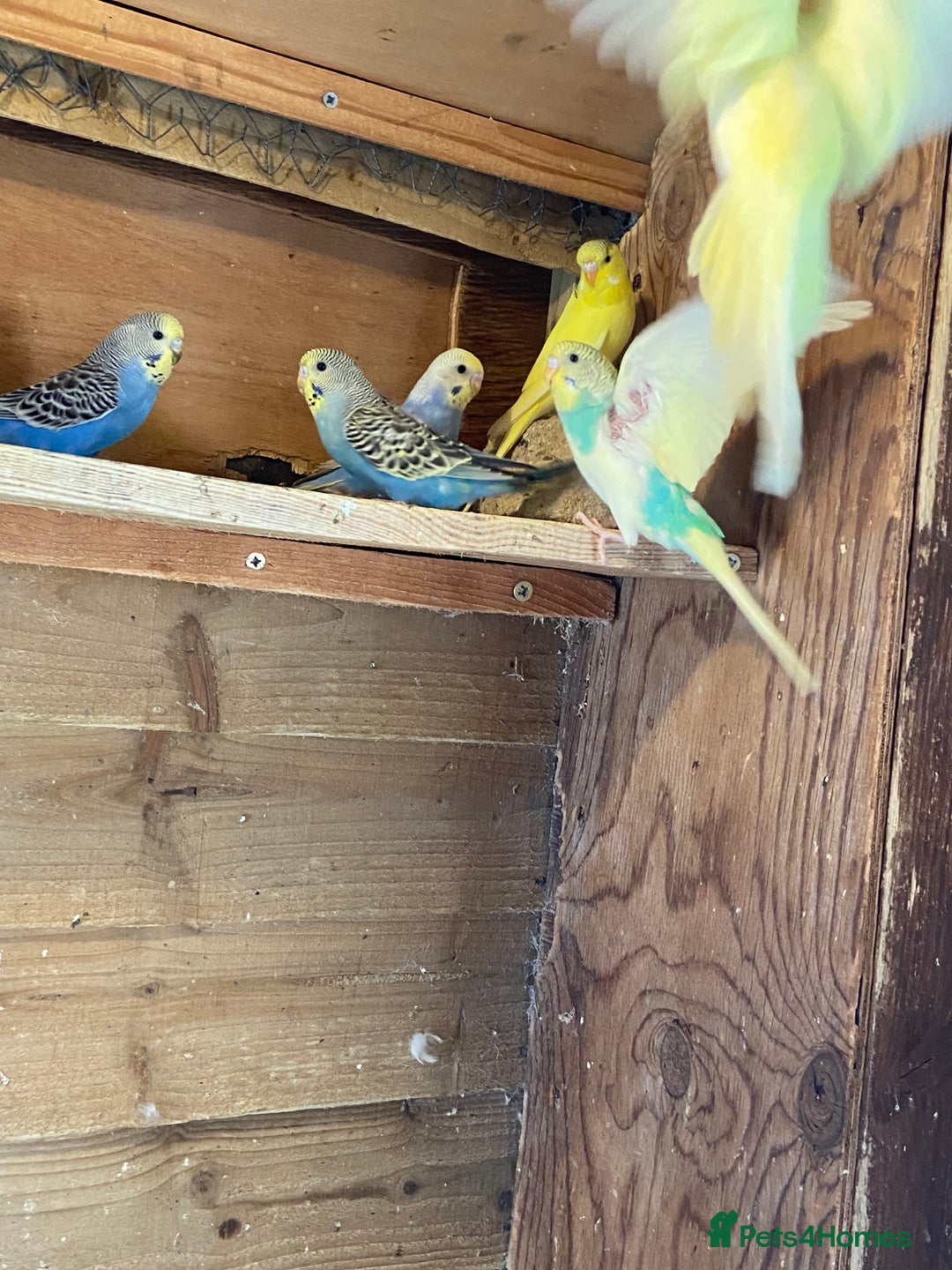 Budgerigars birds for sale: Baby budgies - Image 7