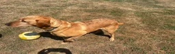 Labrador Retriever dogs for sale: Kc reg fox red labrador  - Advert 10