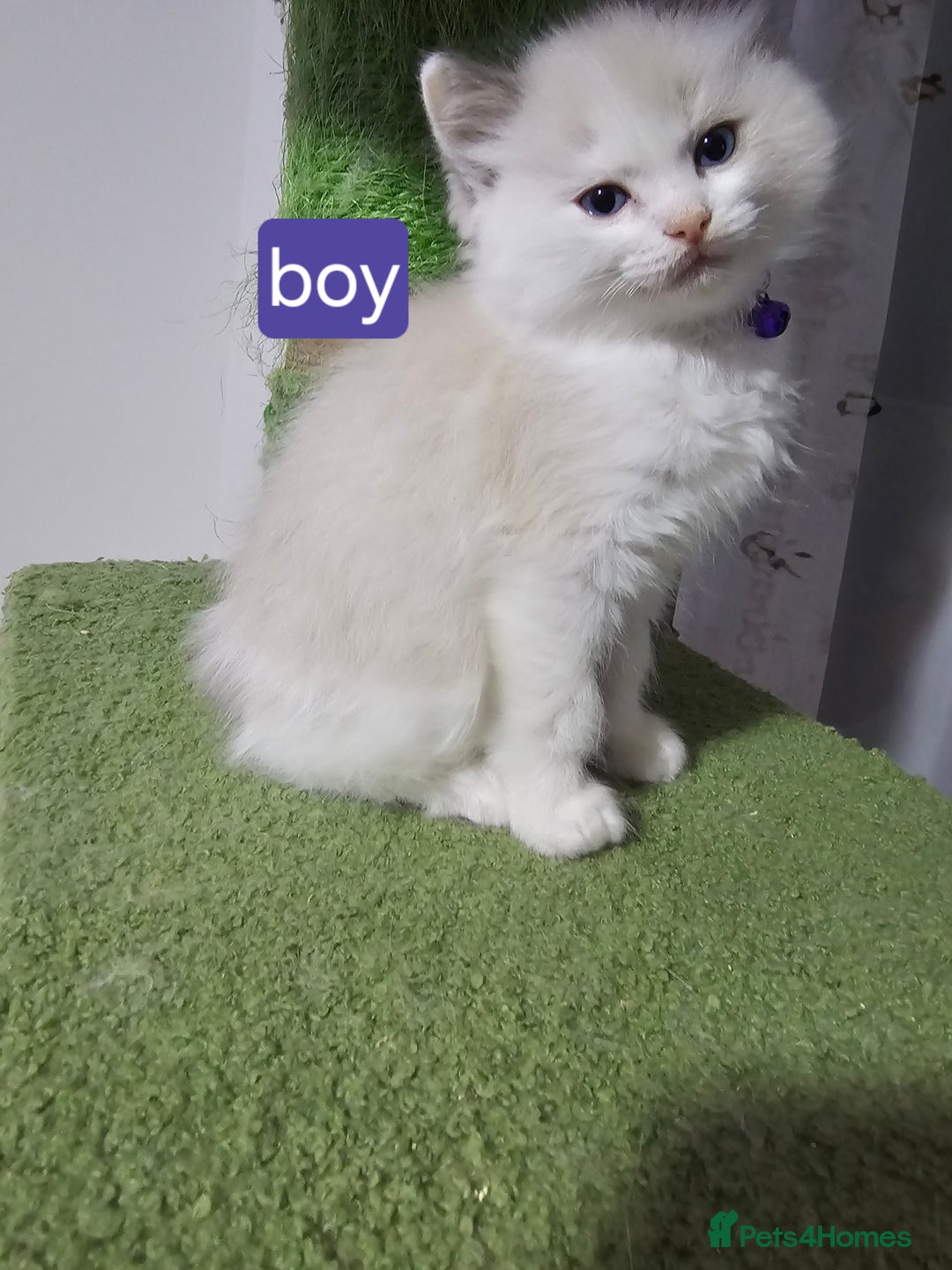 Ragdoll cats for sale: 🐱Kittens Ragdoll Bicolor. 3 Boys and 2 Girls  - Advert 3