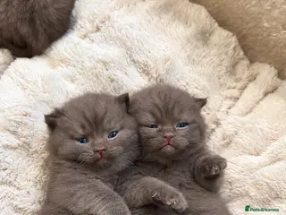 British Shorthair cats Cinnamon BSH Kittens – 3 Boys - Advert 1