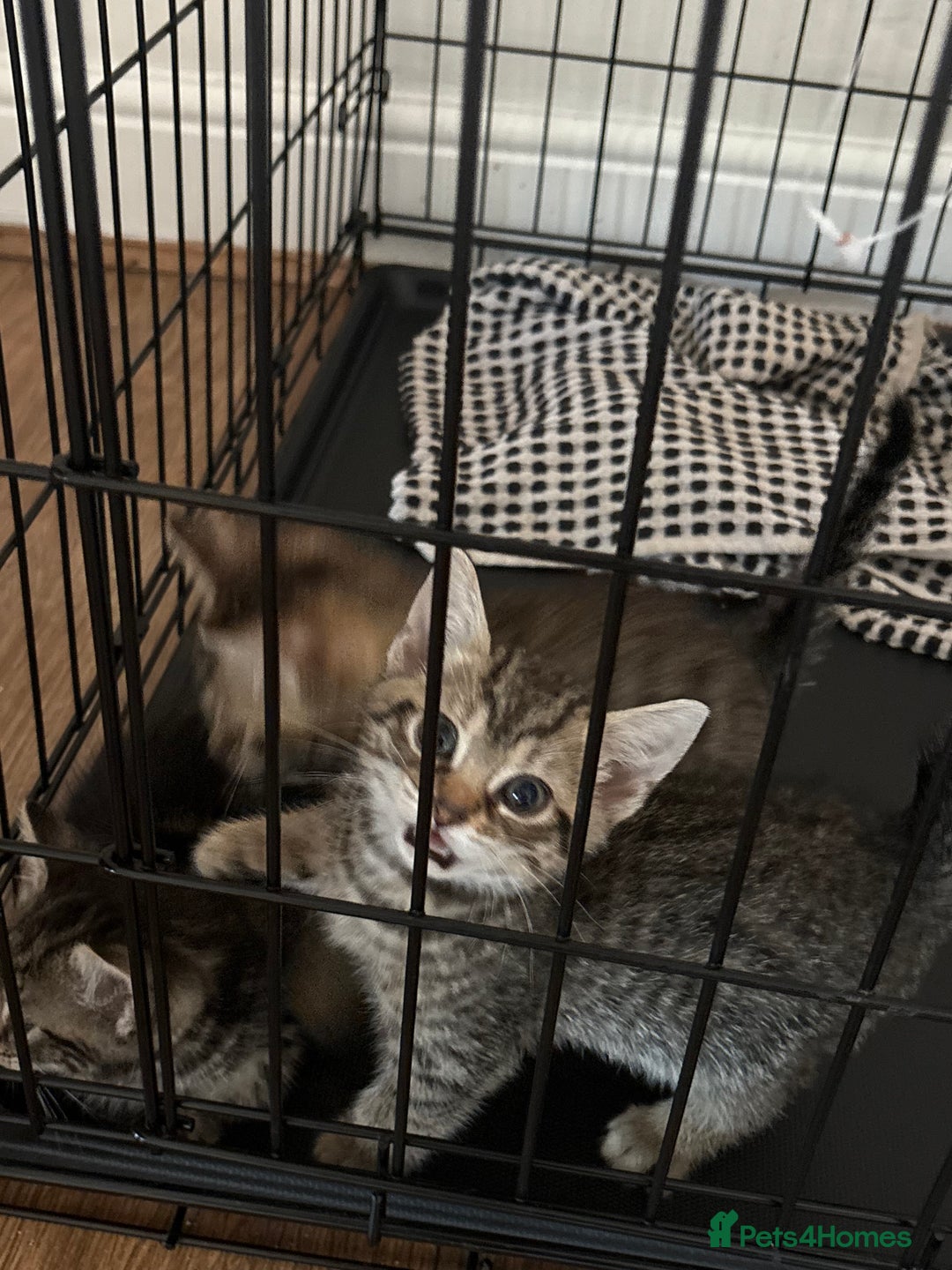 Bengal cats for sale: Kittens - Image 3