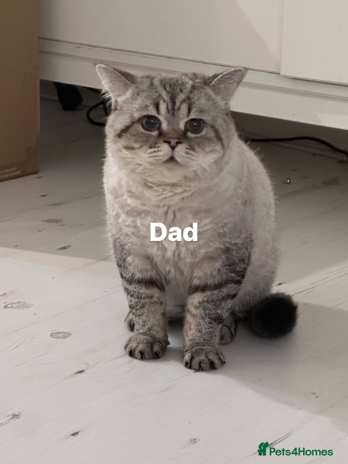 British Shorthair cats Super cute British short hair  - Advert 2