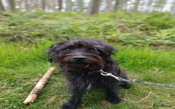 Patterdale Terrier dogs for sale: Puppy for rehoming  - Image 1