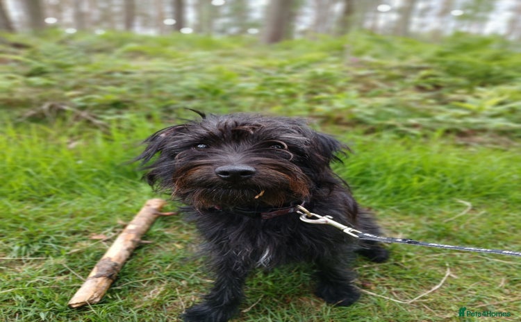 Patterdale Terrier dogs - Advert 1