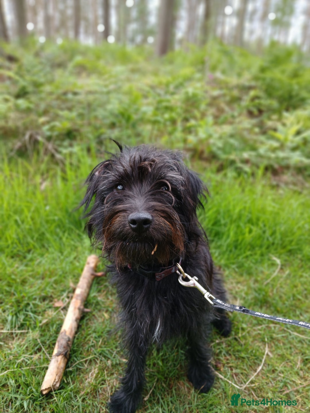 Patterdale Terrier dogs for sale: Puppy for rehoming  - Image 1
