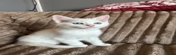 Norwegian Forest Cat cats for sale: Norwegian forest kittens  - Advert 7