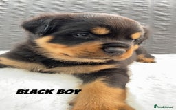 Rottweiler dogs for sale: Beautiful KC Rottweiler puppies - Image 33