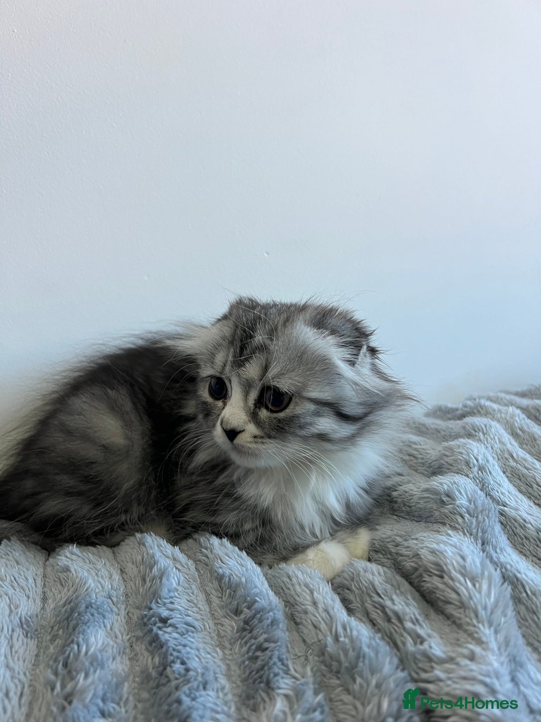 Scottish Fold cats for sale: Long hair Scottish fold kittens - Advert 4