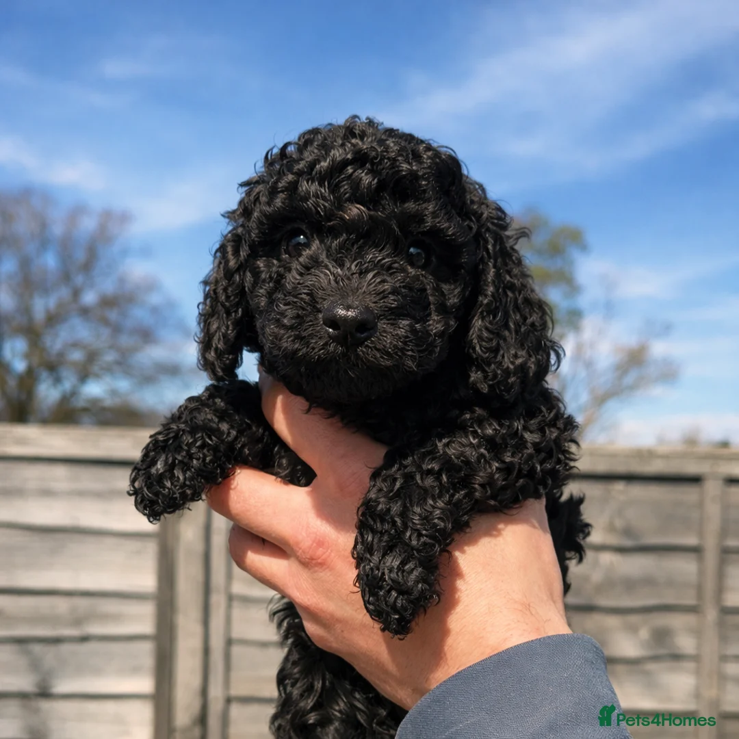 Toy Poodle dogs for sale: Beautiful Mini Toy Poodle Puppies – Family Raised  - Advert 1