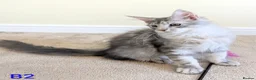 Maine Coon cats for sale: GCCF Shaded Maine Coon Kittens  - Advert 10