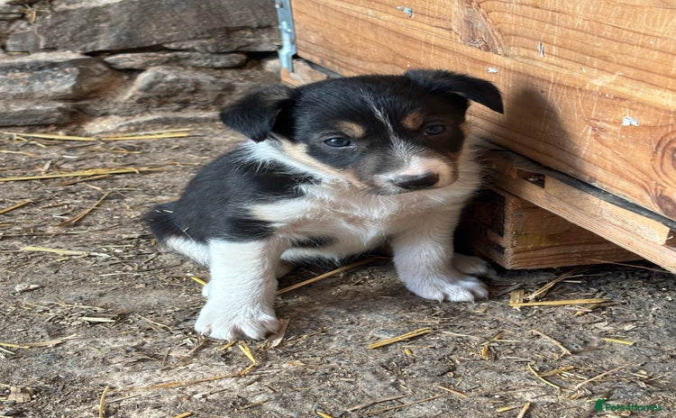 Border Collie dogs - Advert 5