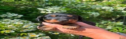 Dachshund dogs for sale: Dachshund puppies in Leicester - Advert 8
