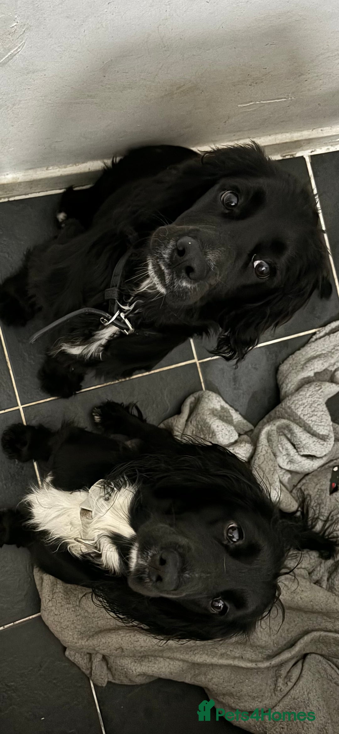 Cockapoo dogs for sale: Miniature f1b cockerpoos - Image 13