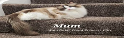 Ragdoll cats for sale: Stunning Ragdoll Kittens – Boys Only (TICA) - Advert 20