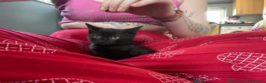 British Shorthair Kitten 2