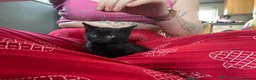 British Shorthair cats for sale: BRITISH SHORT HAIR KITTENS READY NOW  - Advert 3