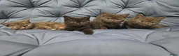 British Shorthair cats for sale: Gccf registered pure british shorthair kittens - Advert 1