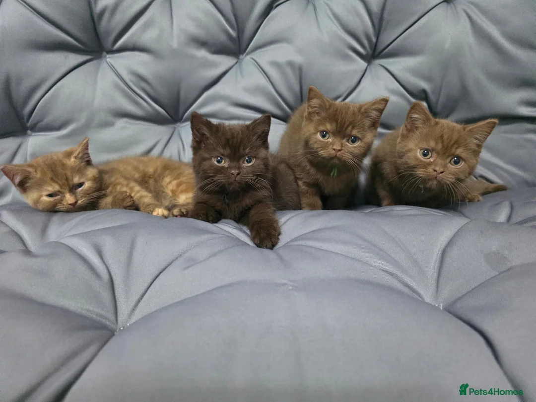 British Shorthair cats for sale: Gccf registered pure british shorthair kittens - Advert 1