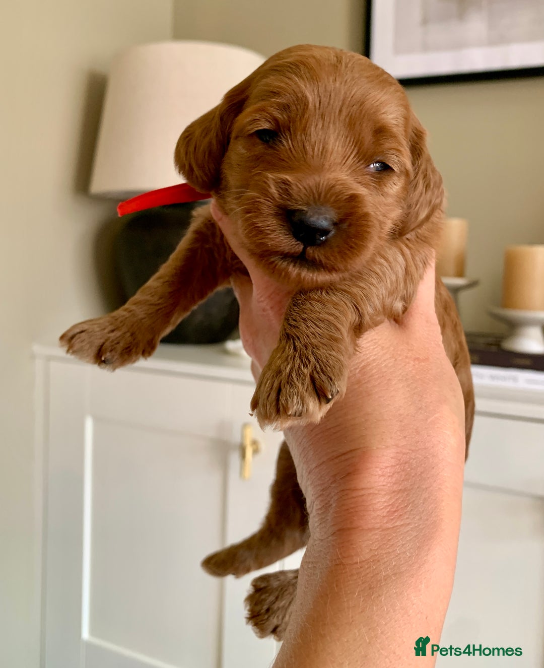 Cockapoo dogs for sale: 3 Stunning Dark Red Cockapoo Puppies - Image 2