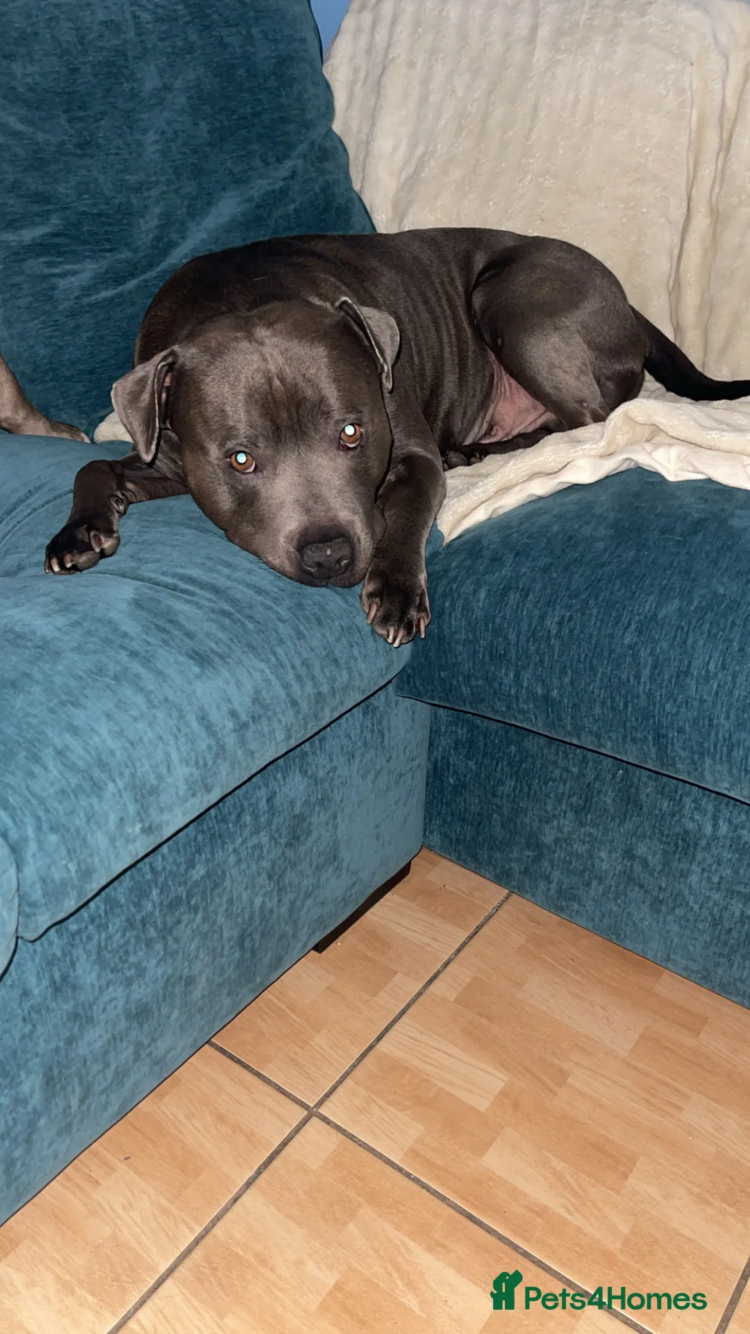 Staffordshire Bull Terrier dogs for sale: Male staff - Advert 7
