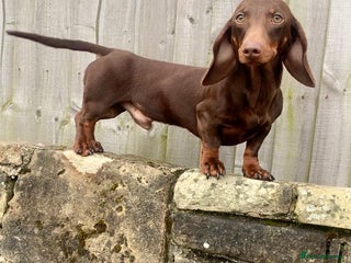 Miniature Dachshund dogs in Littleborough - Advert 32