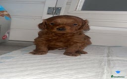 Cockapoo dogs for sale: Adorable cockapoos - Image 5