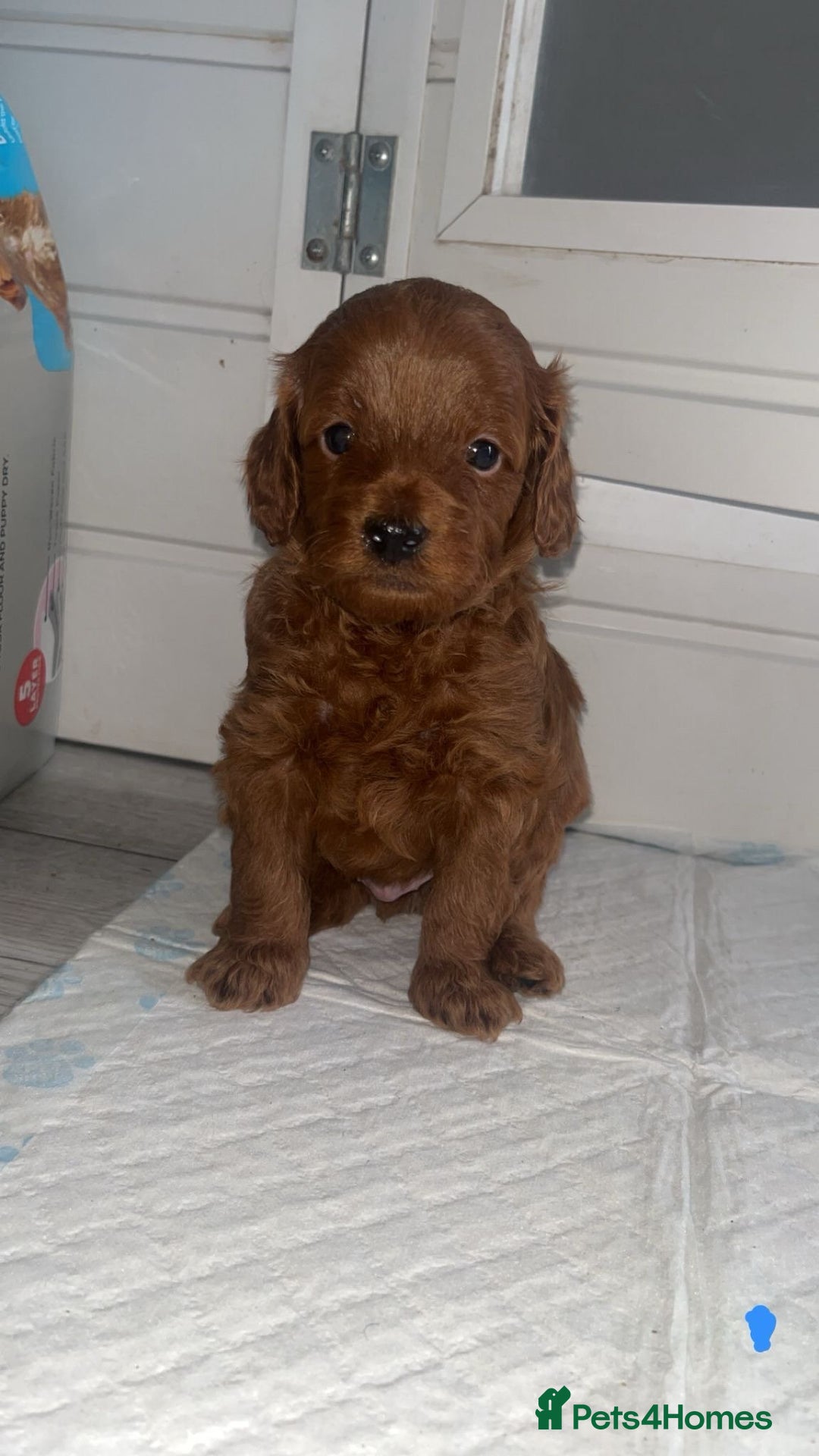 Cockapoo dogs for sale: Adorable cockapoos - Image 5