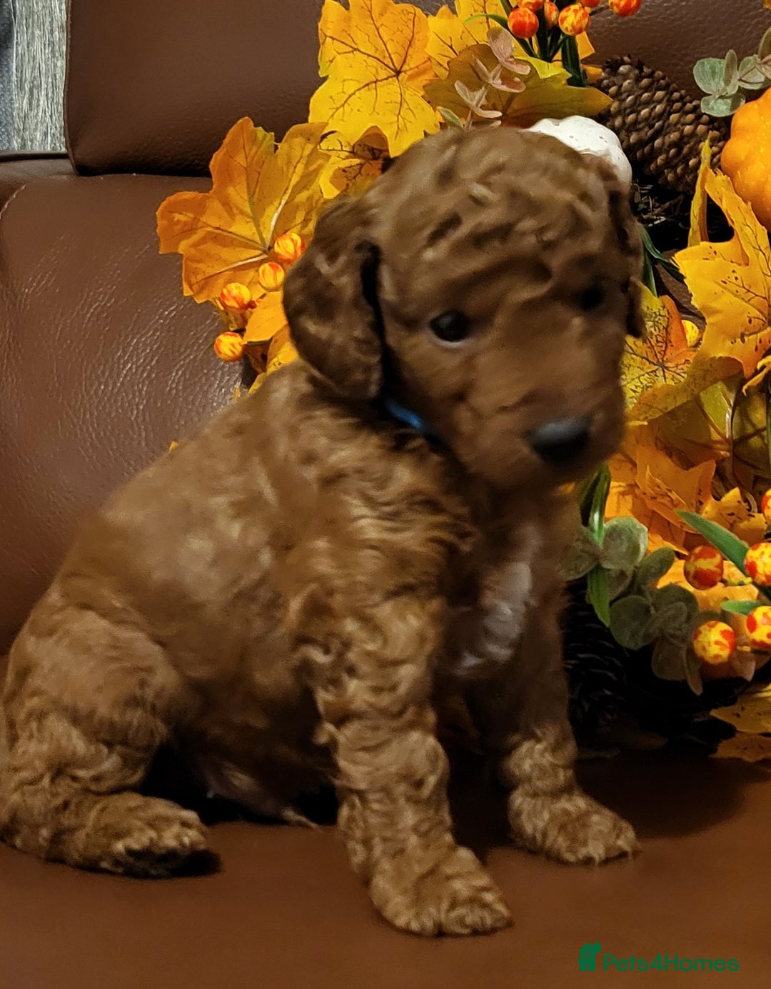 Cockapoo dogs for sale: Golden and Apricot Red F1b Cockerpoos for sale! - Image 10