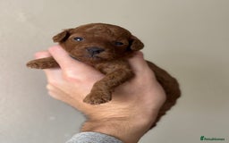 Miniature Poodle dogs for sale: Stunning Miniature Poodles  - Image 7