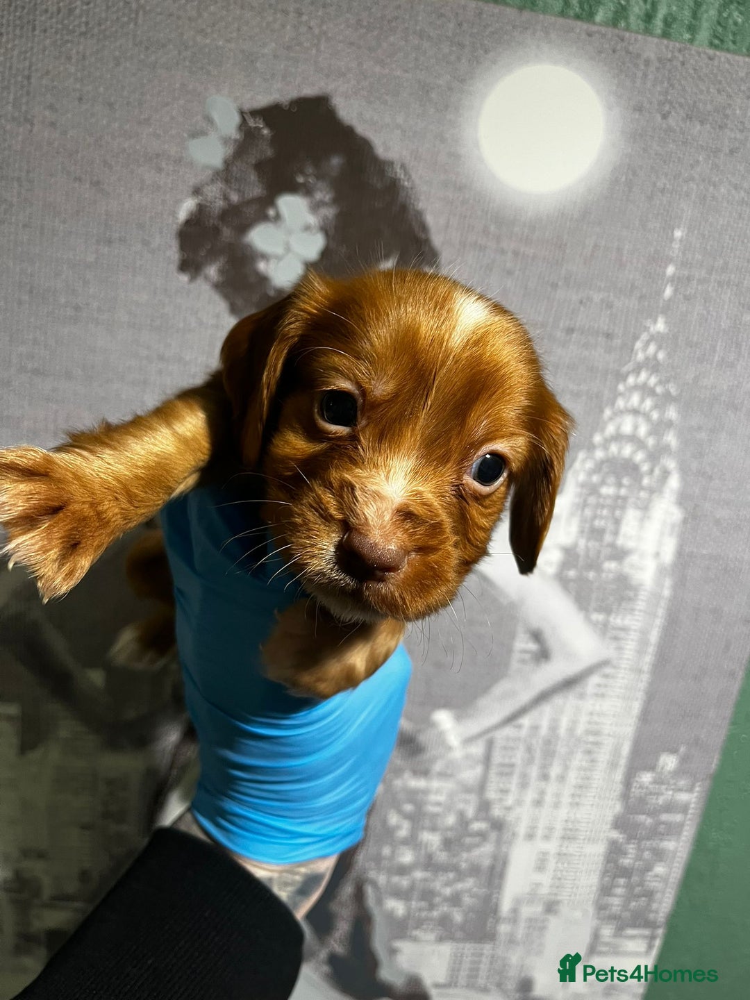 Cocker Spaniel dogs for sale:  cocker spaniel  - Advert 11