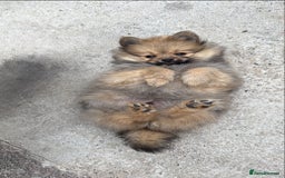 Pomeranian dogs for sale: Pomeranian boys - Image 1