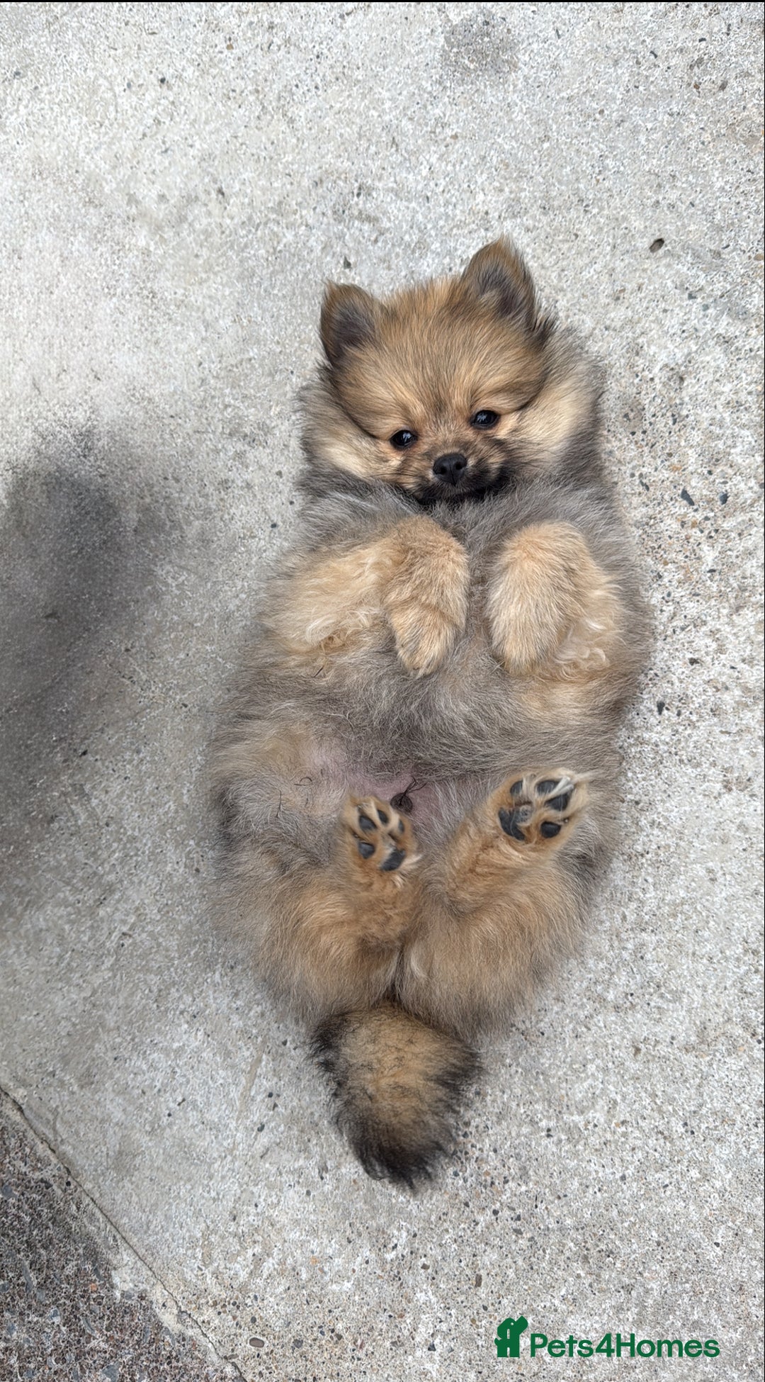 Pomeranian dogs for sale: Pomeranian boys - Image 1