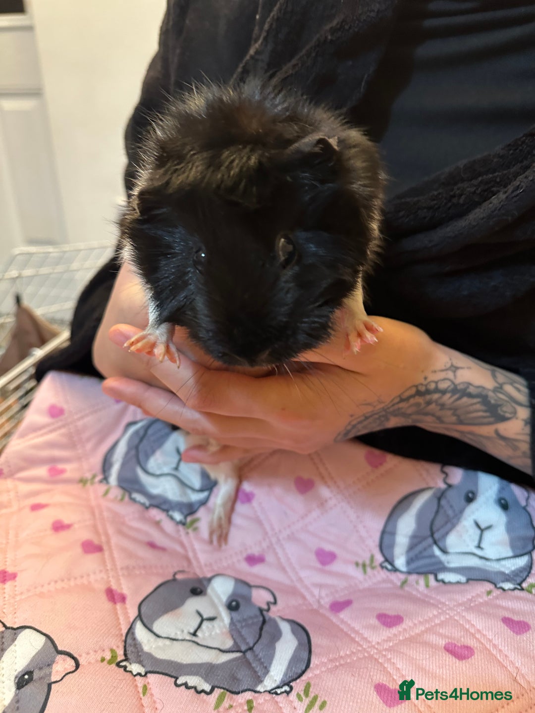 Guinea Pig rodents for sale: Free to a good home - Advert 6