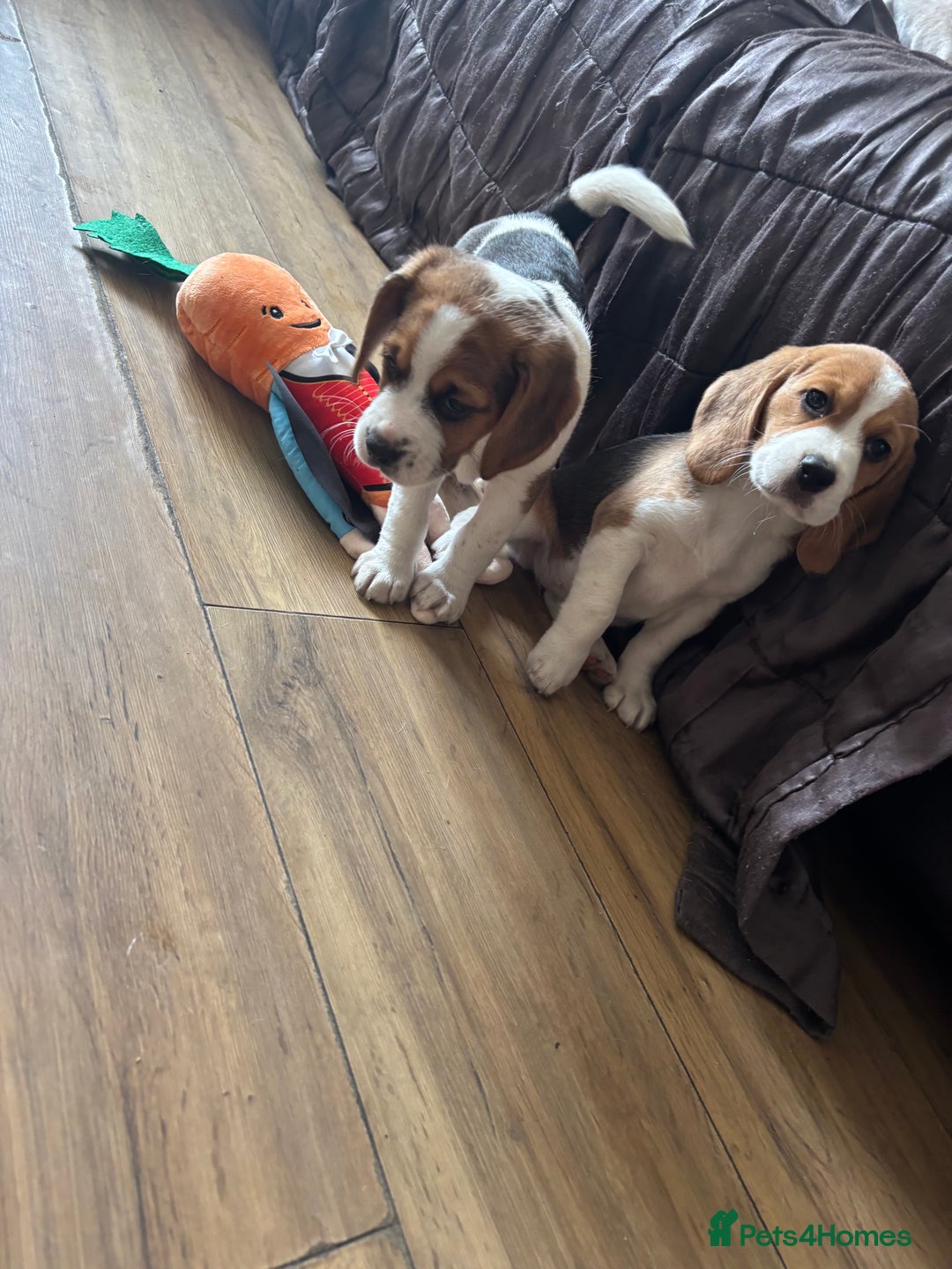 Beagle dogs for sale: 2 stunning Beagle Puppies, ready now in Sidcup - Image 31