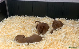 Hungarian Vizsla dogs for sale: Stunning Hungarian Vizsla Puppies  - Image 3