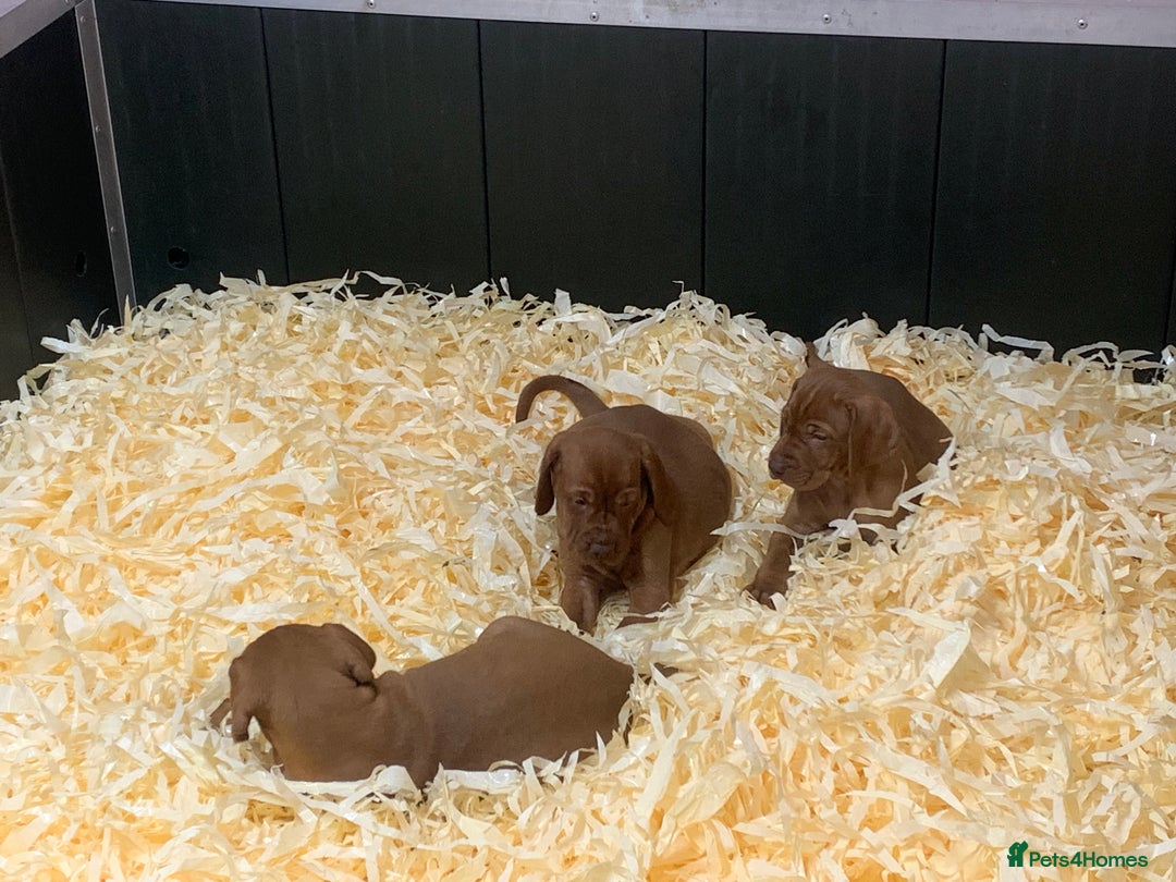 Hungarian Vizsla dogs for sale: Stunning Hungarian Vizsla Puppies  - Image 3